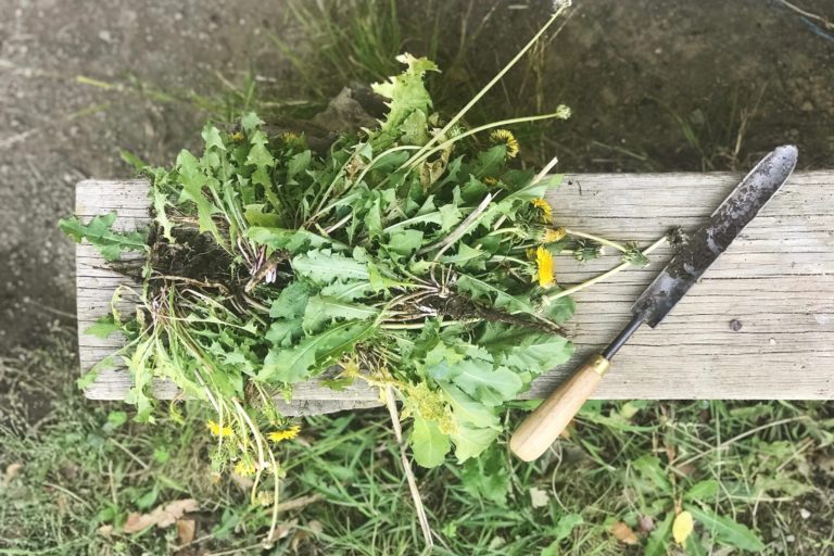 dandelion plant with roots a bunch of dandelion plants with roots, on a wooden bench