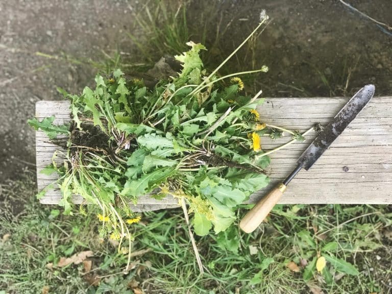 a bunch of dandelion plants with roots, on a wooden bench