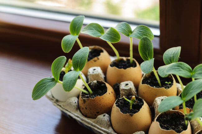 goal-setting-1 Seedlings sprouting from eggshells with tops removed, placed in an egg carton on a windowsill, illustrating early growth at the two-leaf stage, in a blog post about setting and nurturing goals in sustainable living.
