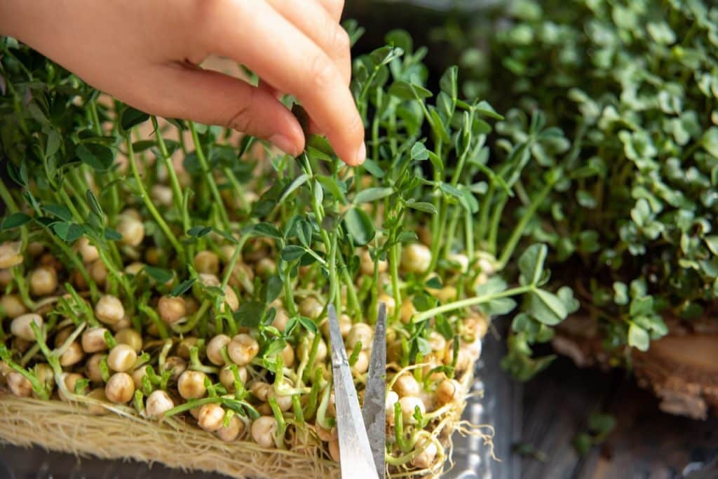 Harvesting sprouts