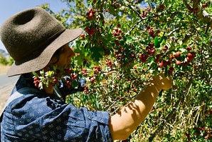 hawthorn-milkwood-1-1-featured Hawthorn foraging and using