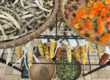 Seed saving at Milkwood