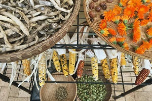 seed-saving-featured Seed saving at Milkwood