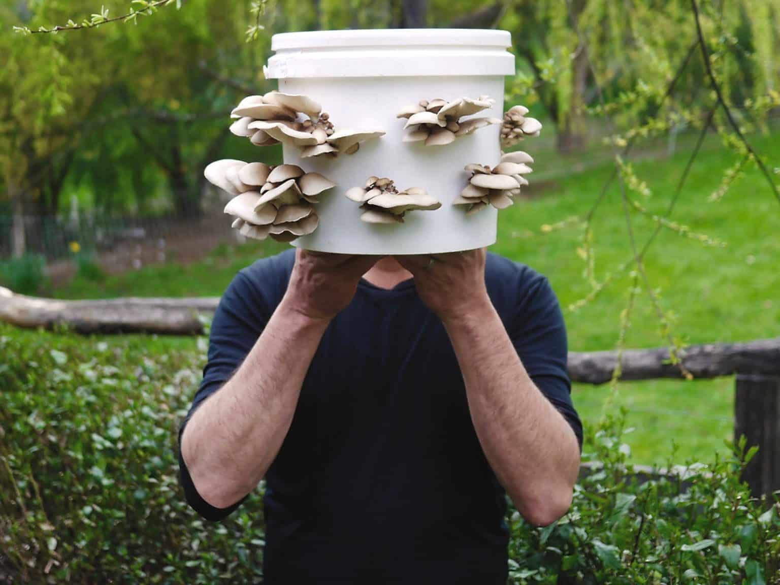 Video Grow Mushrooms in a Bucket (& a Wild Fungi Foraging Guide