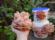 Oyster mushrooms are easy to grow in buckets - learn mushroom cultivation now to grow your own.
