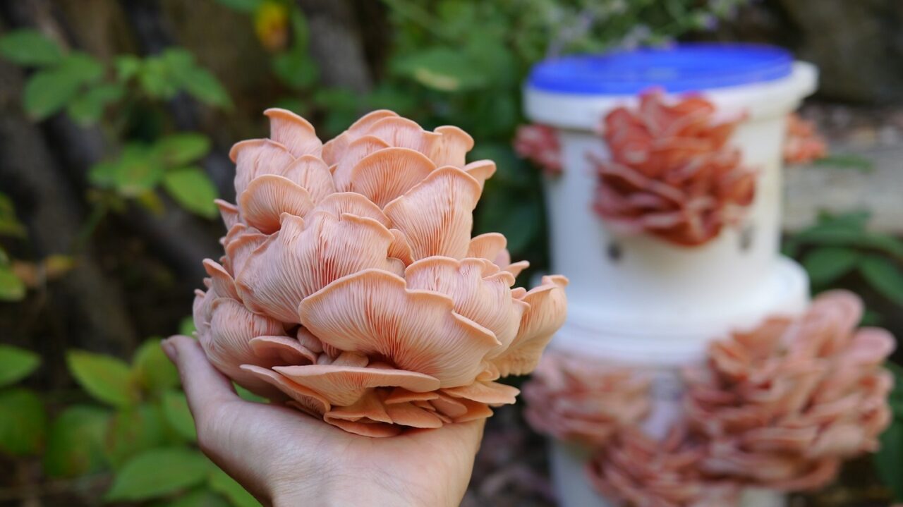 Oyster mushrooms are easy to grow in buckets - learn mushroom cultivation now to grow your own.