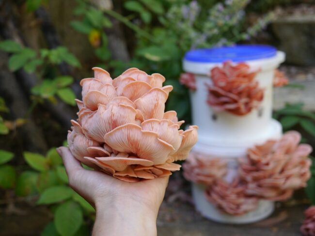 Oyster mushrooms are easy to grow in buckets - learn mushroom cultivation now to grow your own.