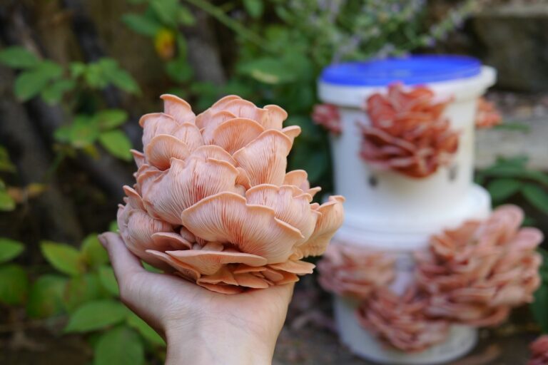 Oyster mushrooms growing in buckets Oyster mushrooms are easy to grow in buckets - learn mushroom cultivation now to grow your own.