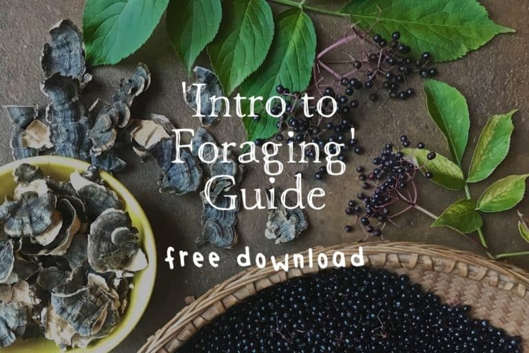 Intro-to-Foraging-Guide-free-download