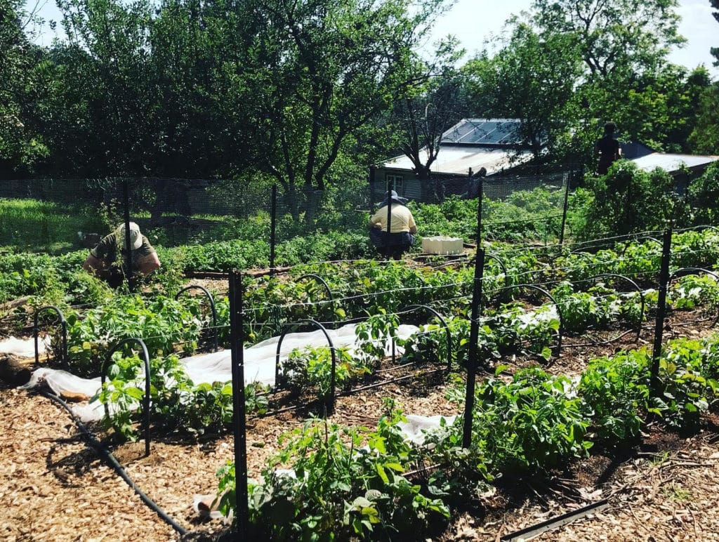 Farmers working on one of the backyard gardens for the Farm-it-Forward program