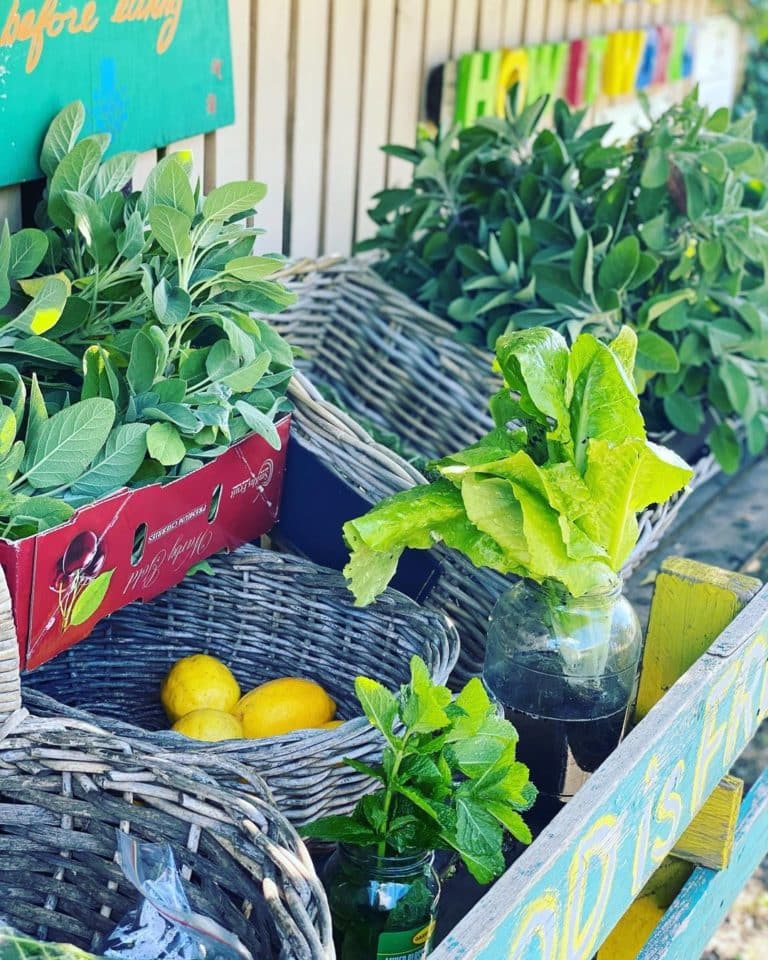 Food is Free Growing Food and Community in the City of Ballarat