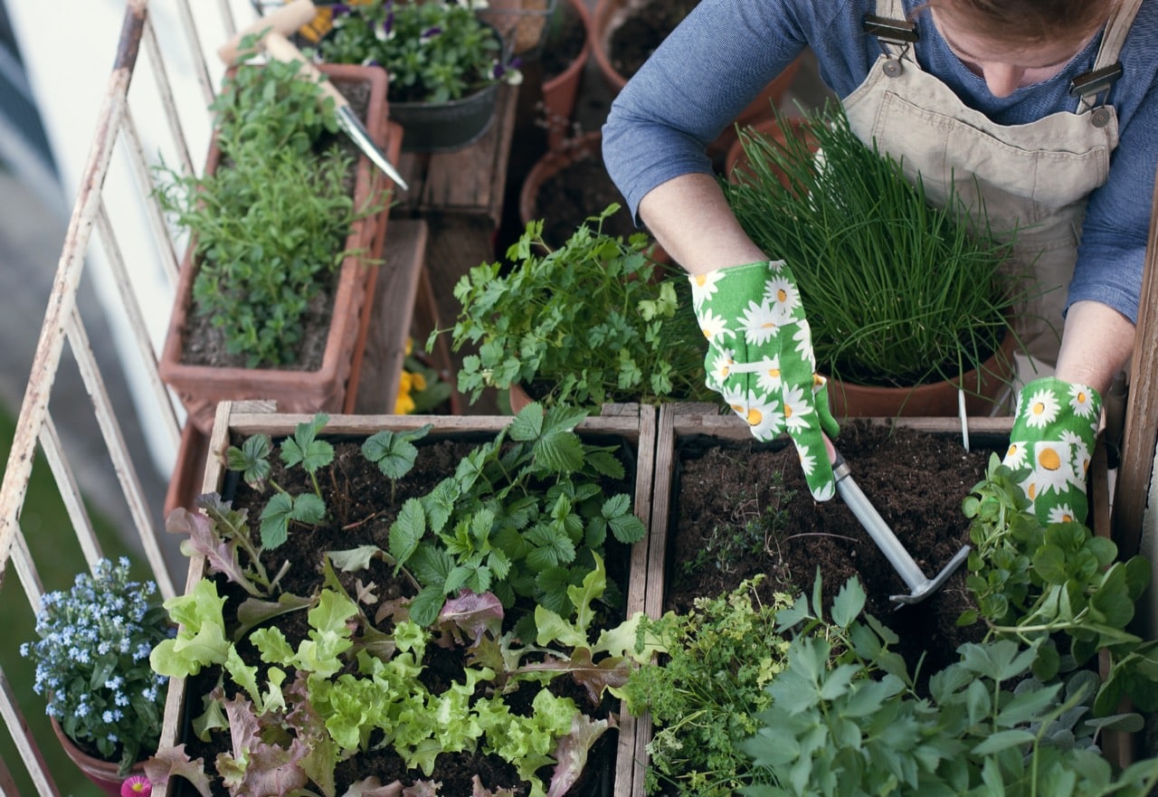 Woman,Planting,Vegetables,And,Herbs,In,High,Bed,On,Balcony
