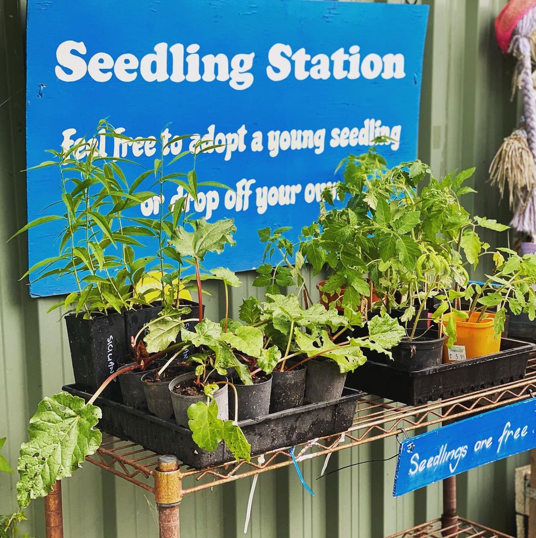 Seedlings available free at Food is Free.