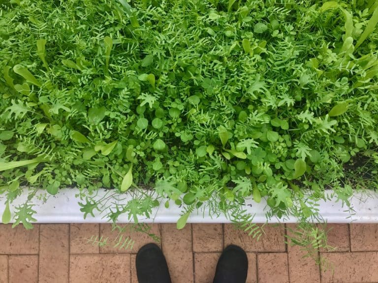 Green Manure How to Grow and Use for your BestEver Soil & Veggies