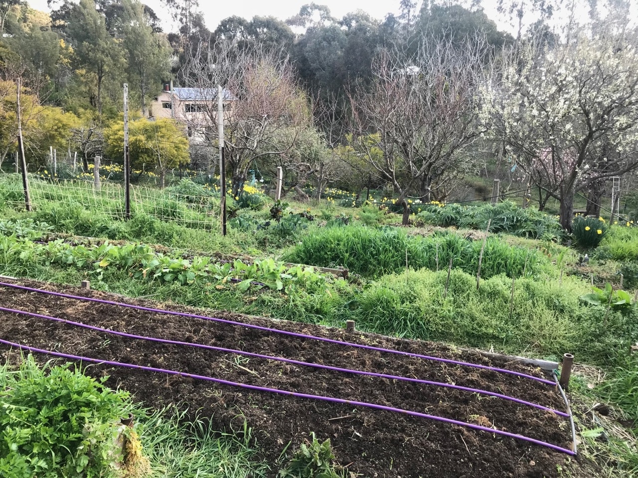 Green Manure How to Grow and Use for your BestEver Soil & Veggies