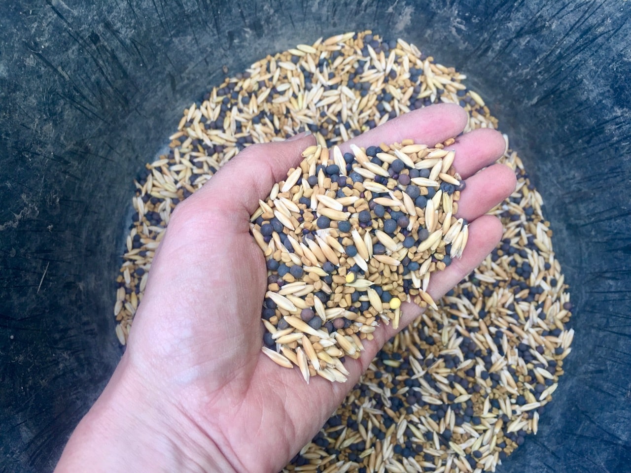 Green Manure How to Grow and Use for your BestEver Soil & Veggies