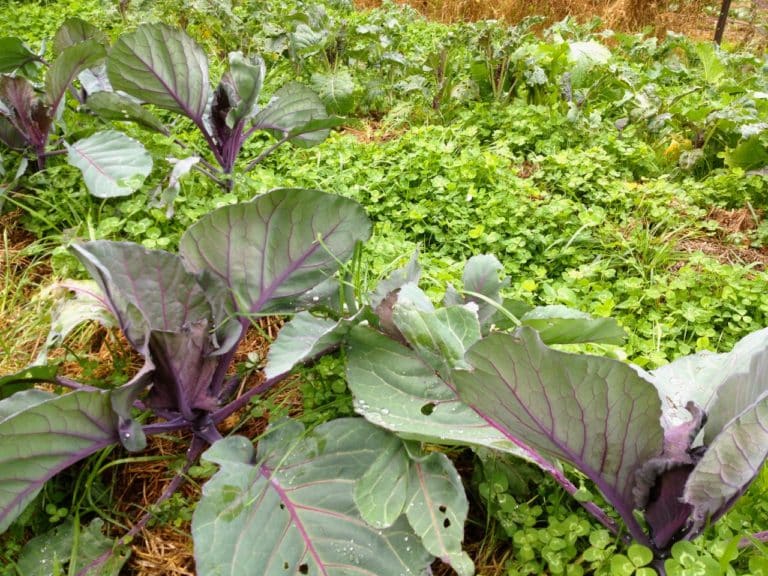 Green Manure How to Grow and Use for your BestEver Soil & Veggies