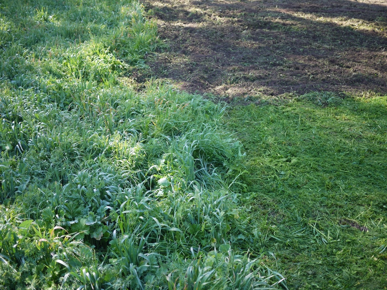 Green Manure How to Grow and Use for your BestEver Soil & Veggies