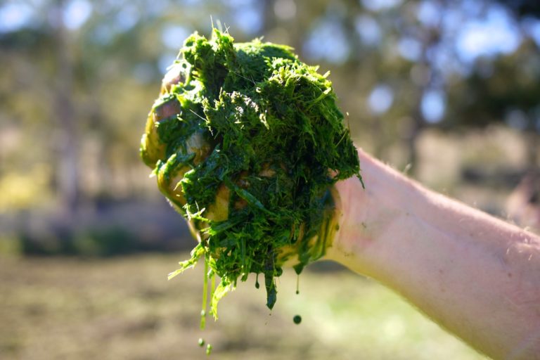 green manures – 8