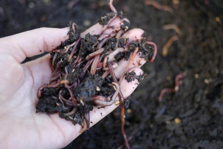 A handful of compost worms