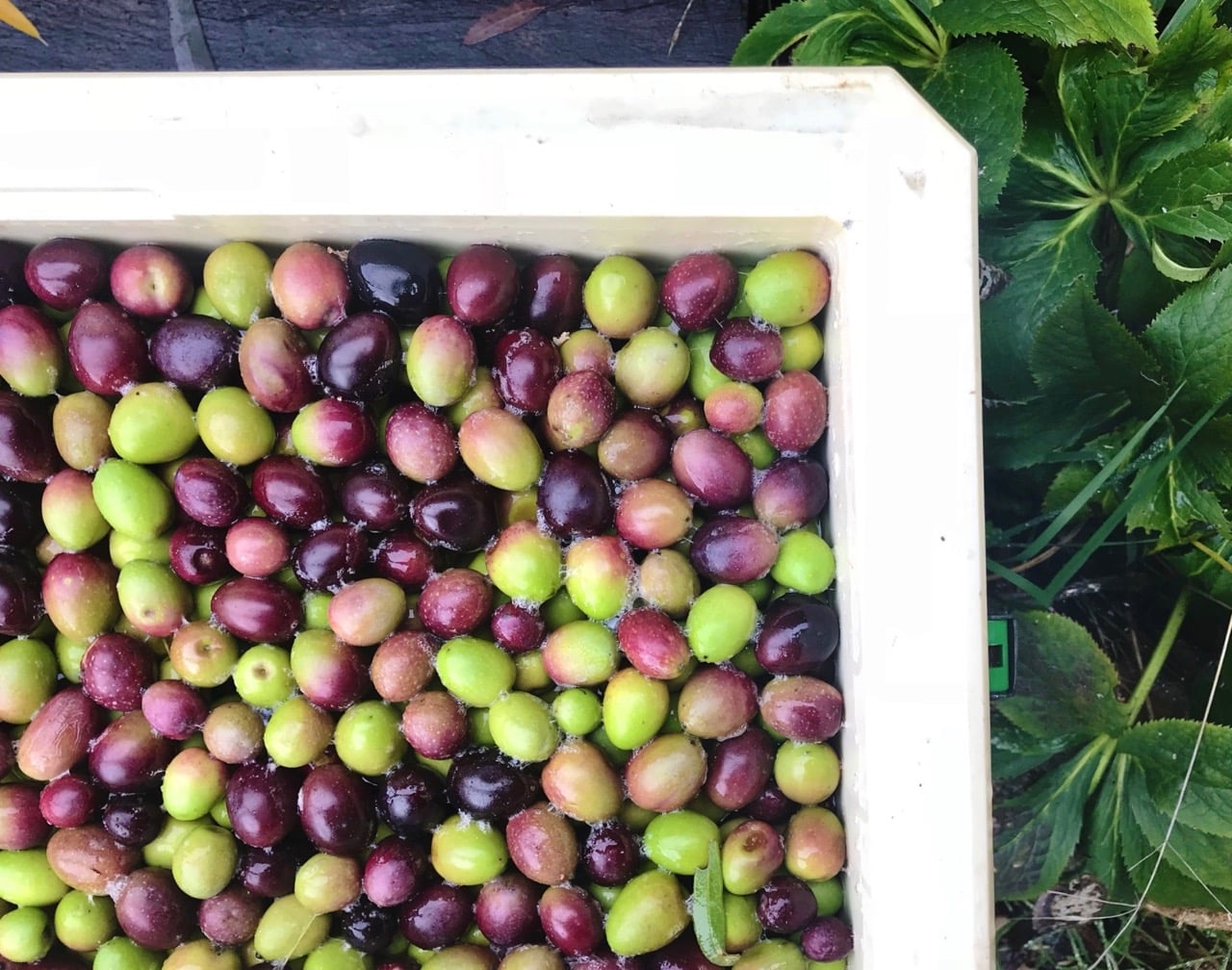 Curing Olives Basic Brine + Salt Methods Milkwood