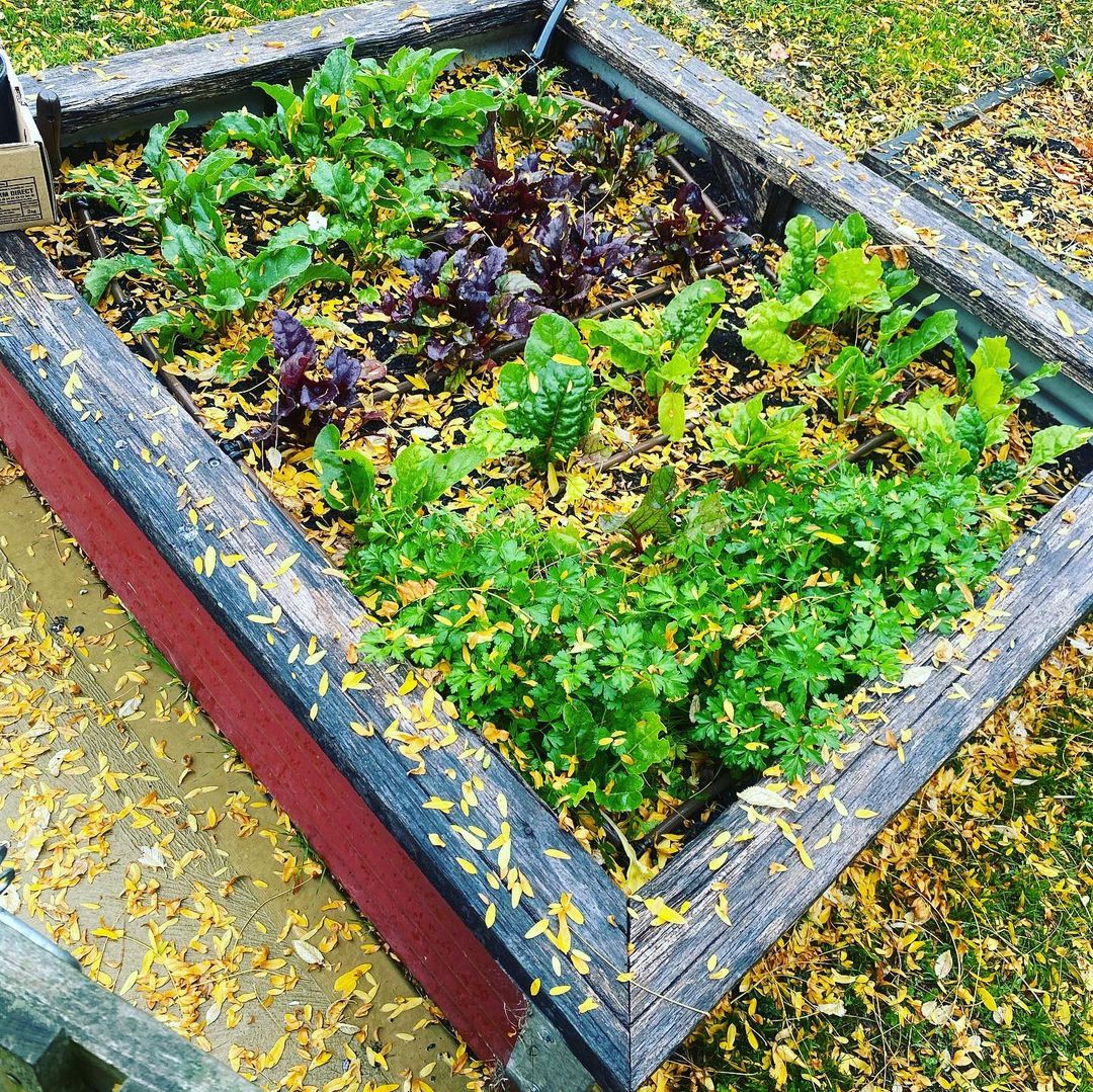 Low raised beds help for increased accessibility.