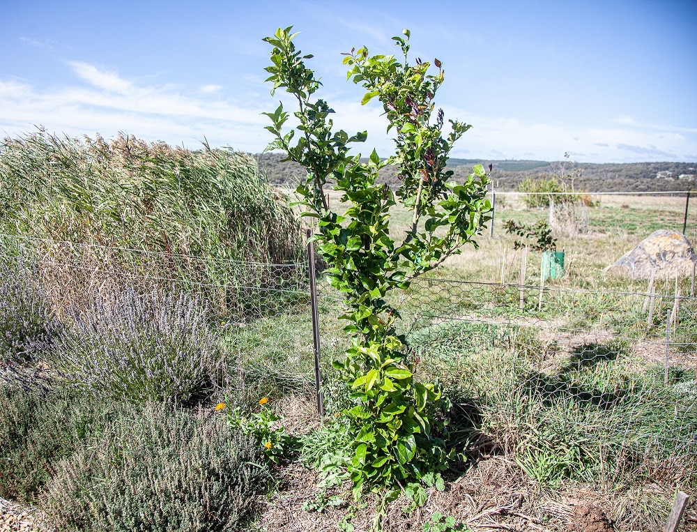 How To Prune Fruit Trees: in Winter and in Summer, too