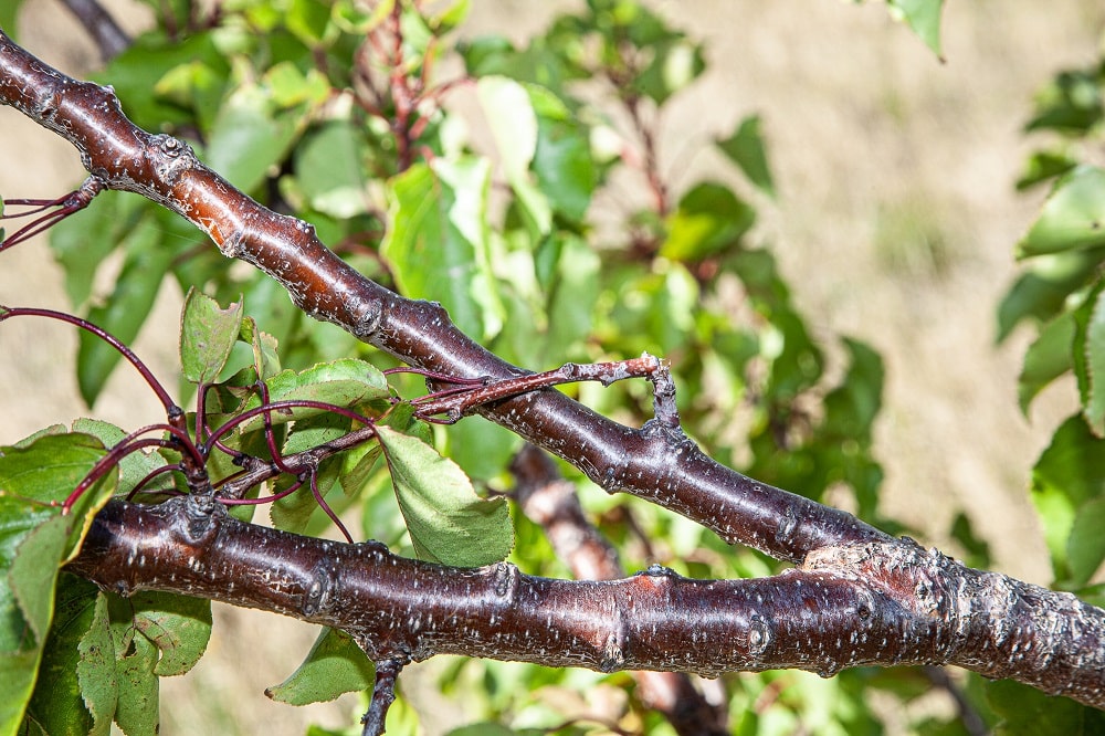 Remove small broken stems with secateurs.