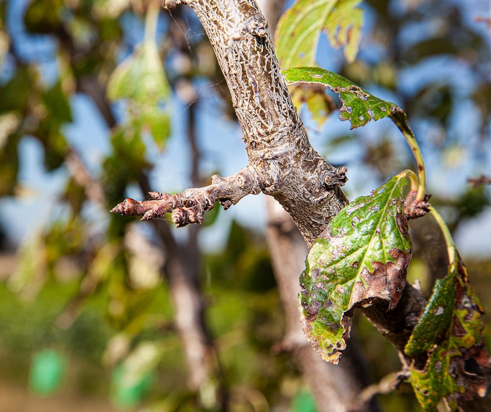 A fruiting spur - short, stocky and close to stem leader.