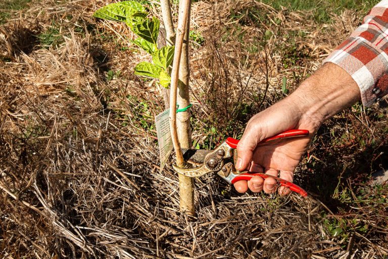 Pruning-Article-7-of-12