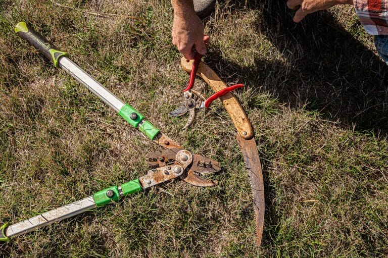Fruit tree pruning guide how to prune in winter summer too milkwood
