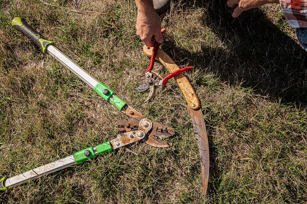 Tools of the trade: loppers to the left, secateurs with red handles, pruning saw.