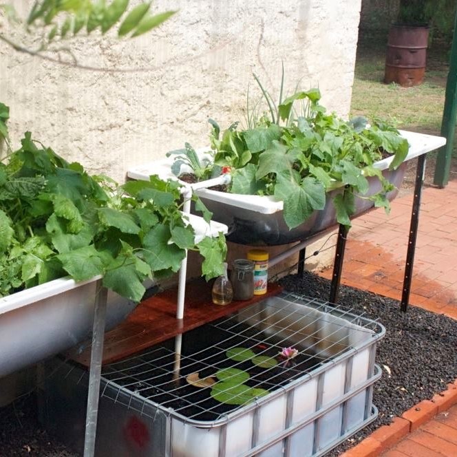 Backyard Aquaponics Course