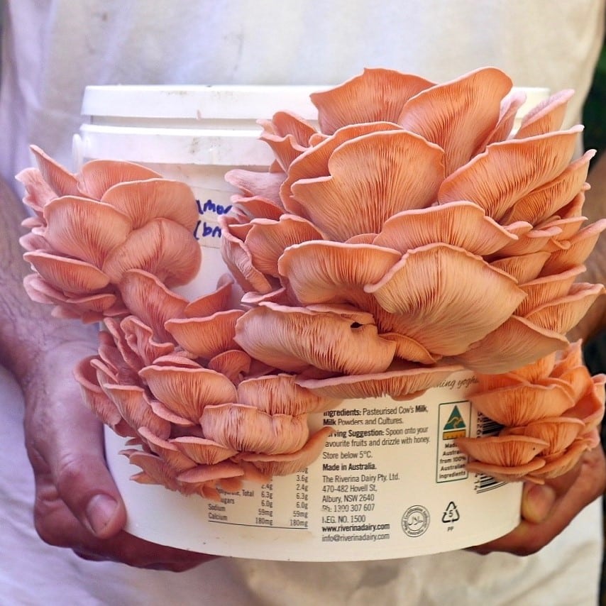 Gourmet Mushroom Cultivation Workshop