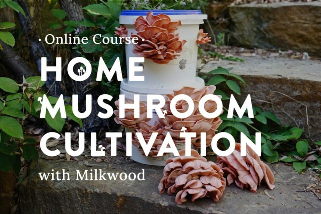 Home-Mushroom-Cultivation-course-launch