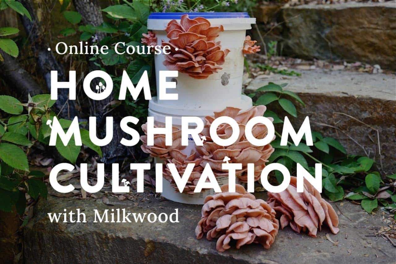 Home-Mushroom-Cultivation-course-launch Home-Mushroom-Cultivation-course-launch