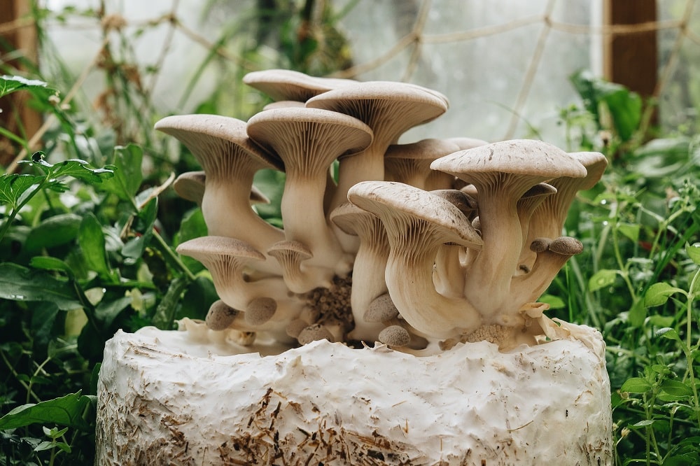 Learn to grow mushrooms with Milkwood's Home Mushroom Cultivation course.