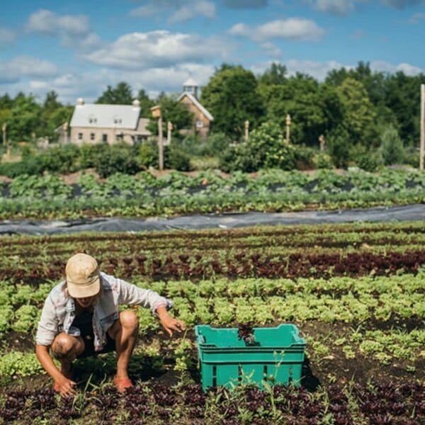 Market Gardening