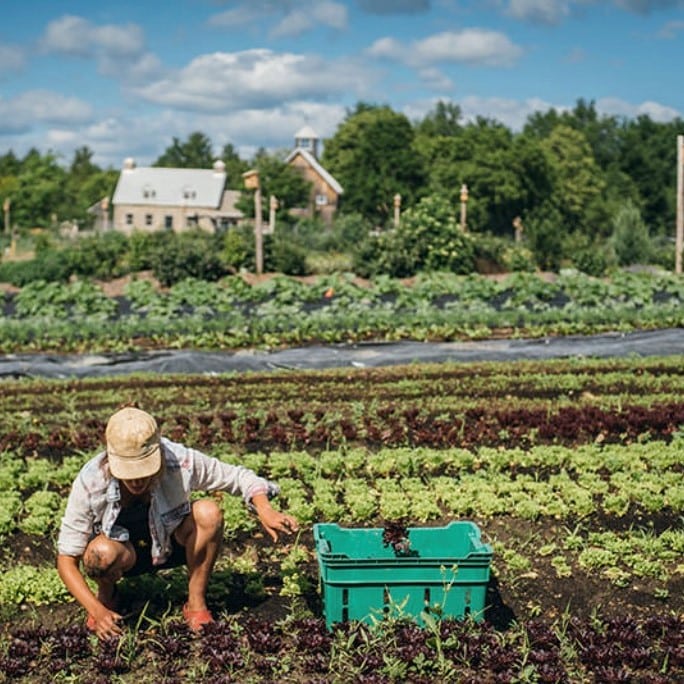 Market garden masterclass