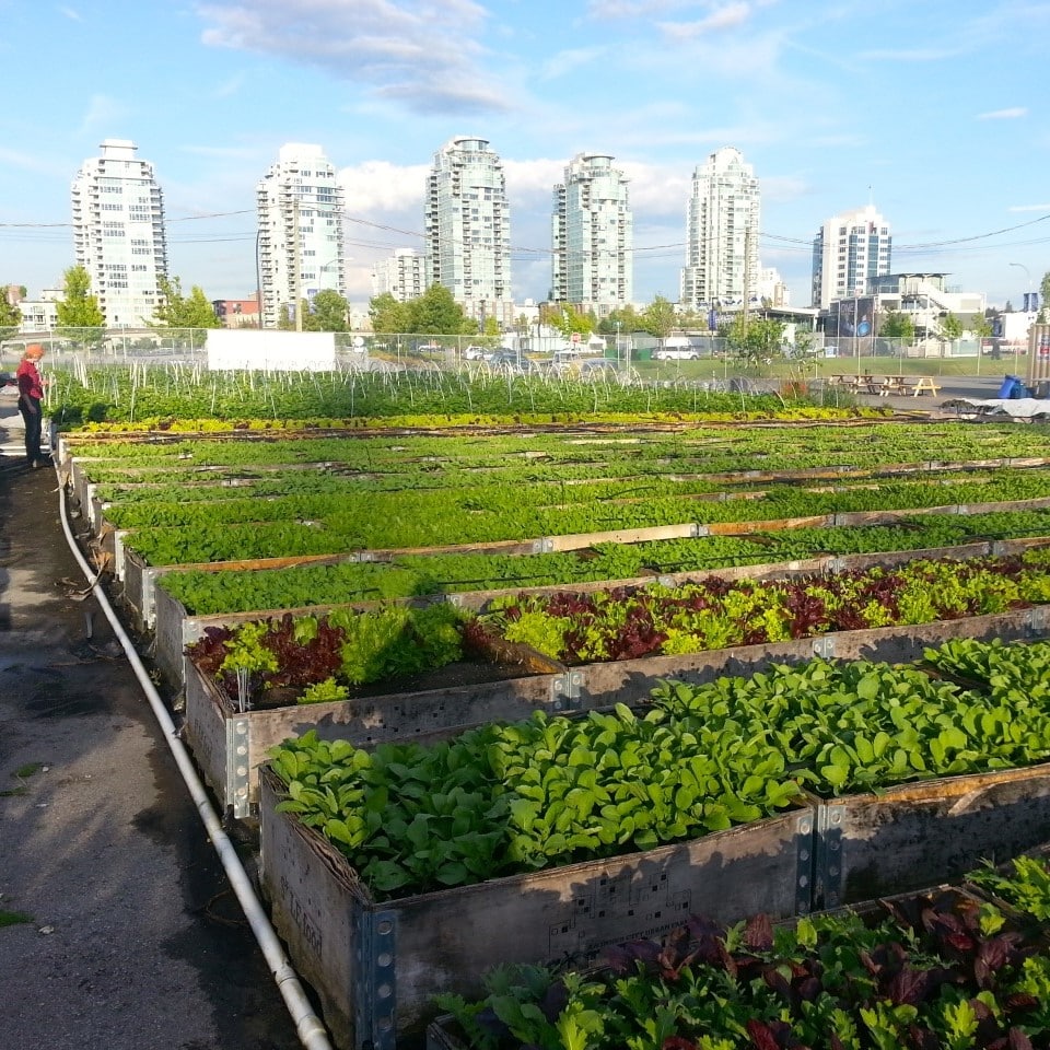 Street Farming Masterclass