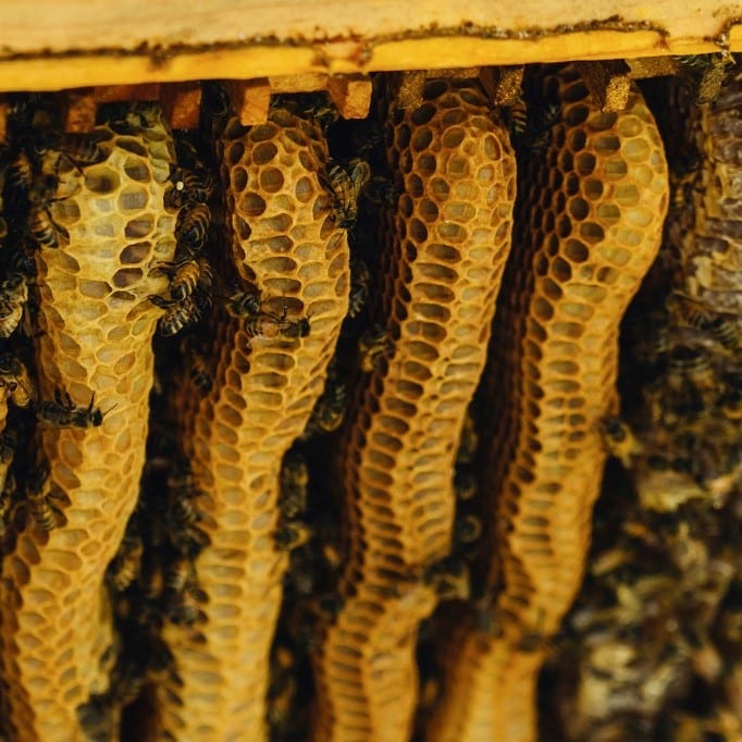 Natural beekeeping course