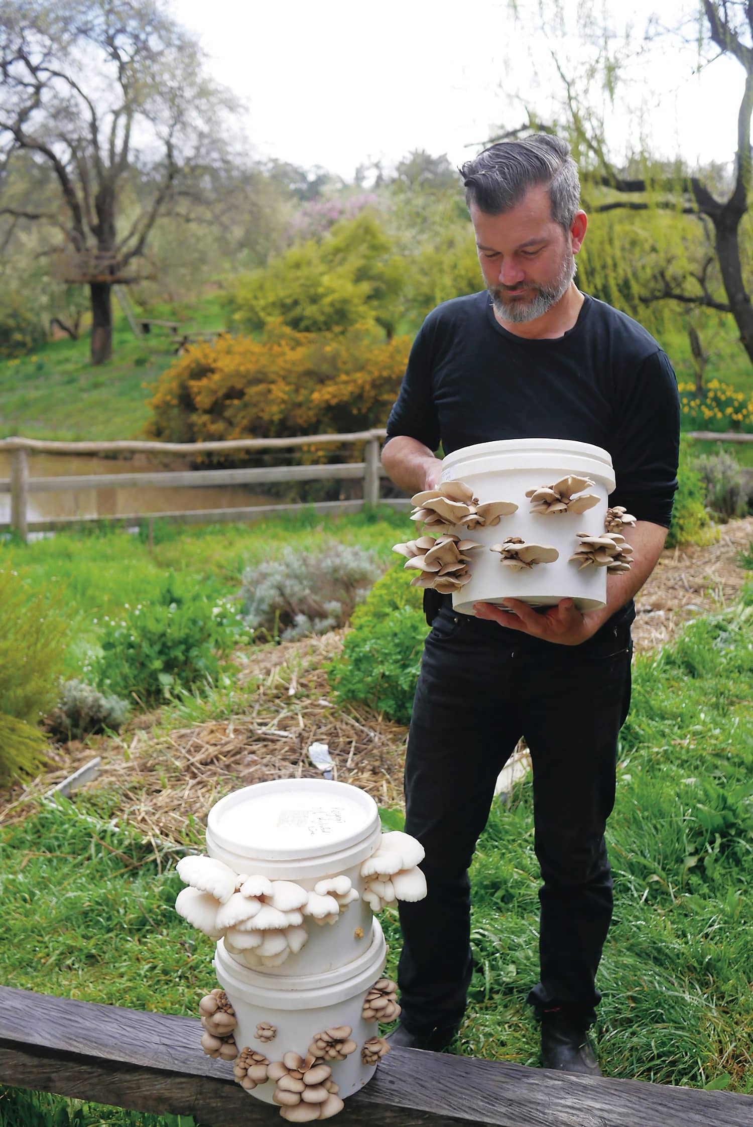 Nick Ritar (a white man with dark silvery hair) standing outside, holding a bucket of oyster mushrooms growing in reusable white plastic buckets.