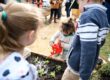 Children planting veggies at the Nundle Community Garden.