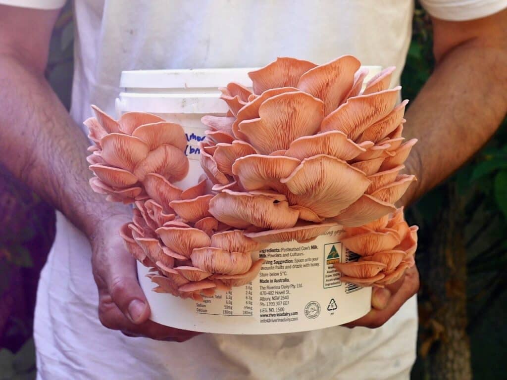 Growing mushrooms - large pink oyster mushrooms - in a white bucket, held by a man's two hands.