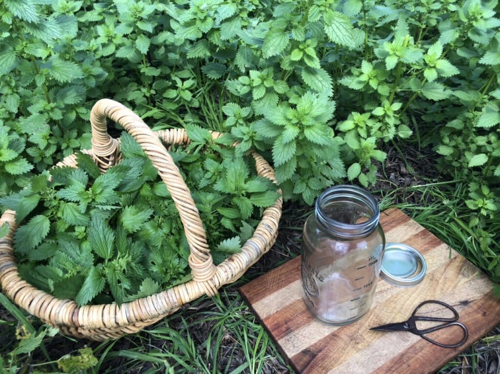 Collecting nettle for herbal-infused vinegar