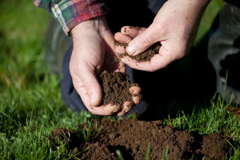 Hands holding a clump of dark soil