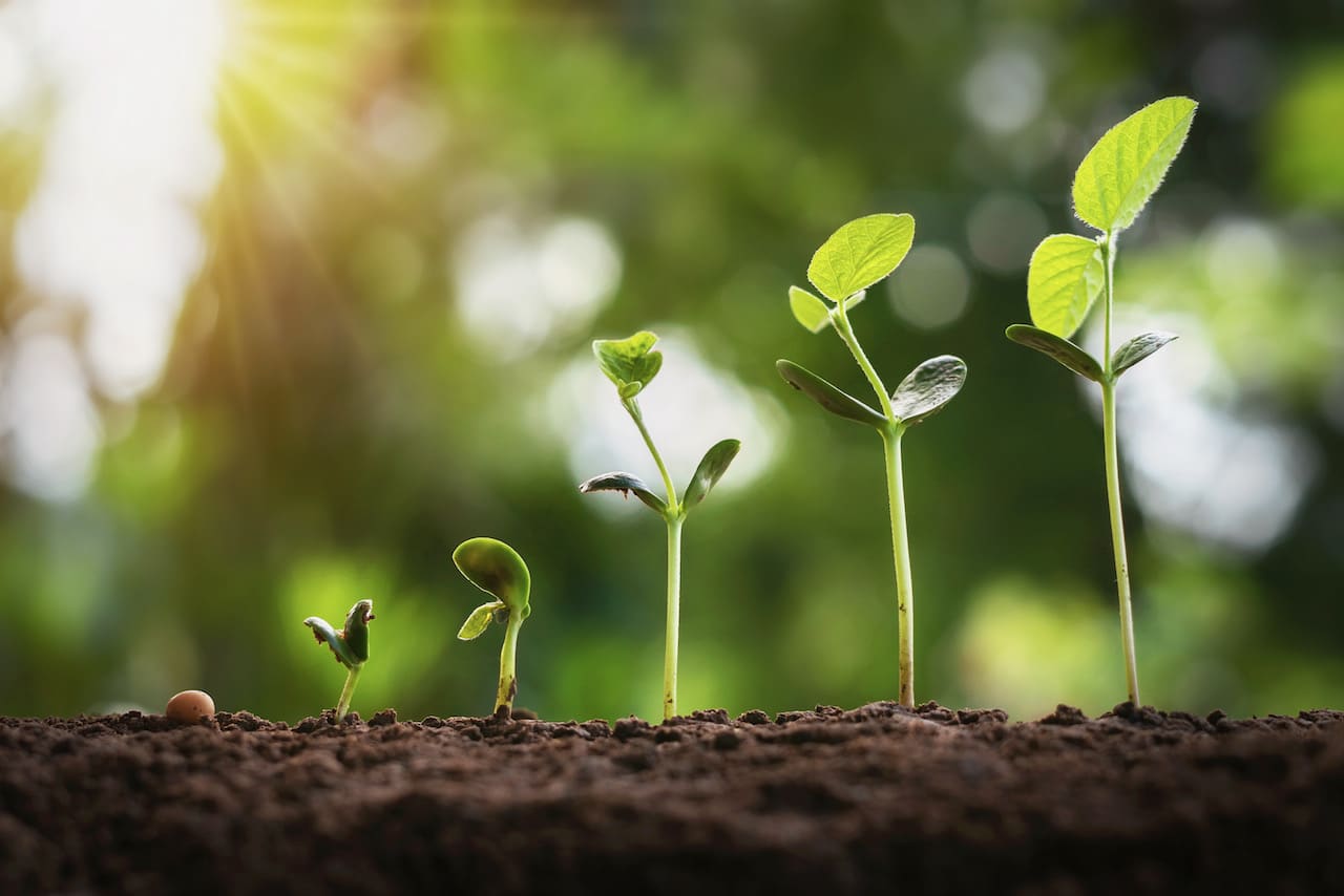 soil-1-2