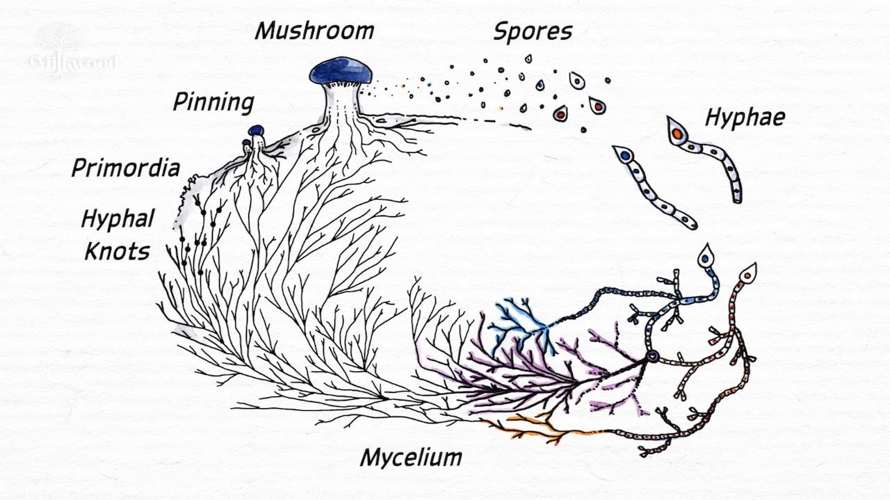 life cycle - 4 life cycle - 4