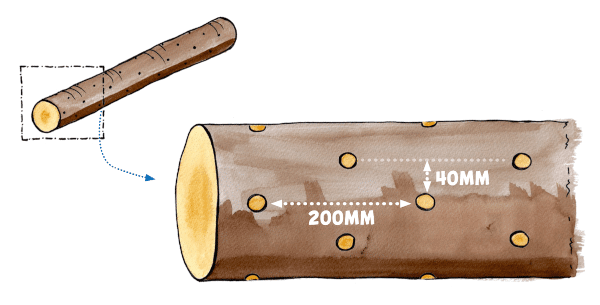 Diagram showing how to space holes drilled in logs for mushroom cultivation.