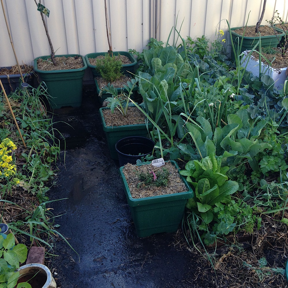 https://www.milkwood.net/wp-content/uploads/2021/11/4.-Compare-no-dig-garden-bed-with-no-dig-pots.jpg